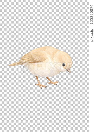 水彩風 小鳥のイラスト 135220874