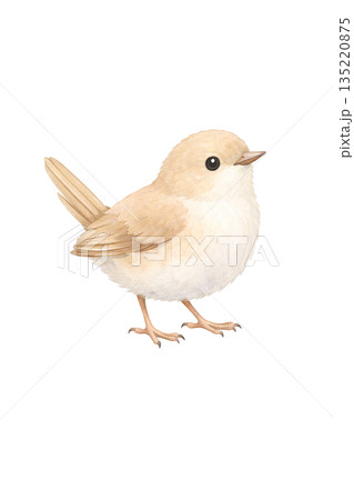 水彩風 小鳥のイラスト 135220875