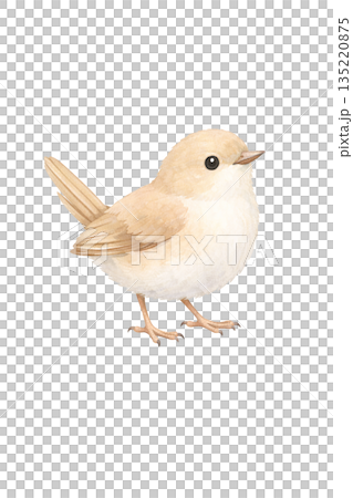 水彩風 小鳥のイラスト 135220875
