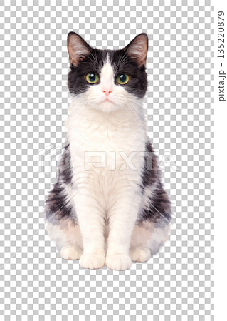 一隻黑白相間的虎斑貓坐著 一隻黑白相間的虎斑貓坐著 135220879