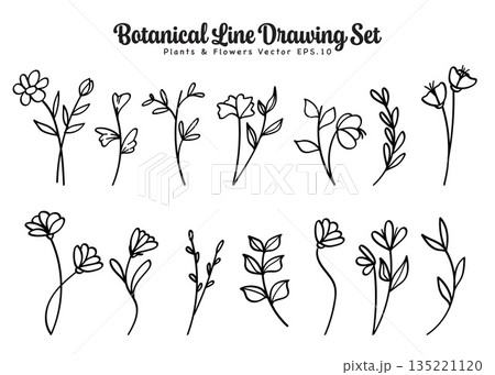 Botanical Line Drawing Set Plants and Flowers Blossom.Vector Illustration 135221120