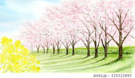 桜並木と菜の花の風景の水彩画 135222693