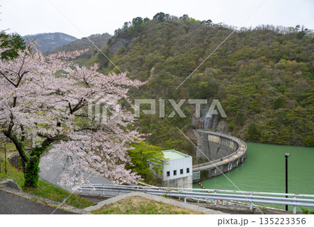 宮城県/ 満開の桜と鳴子ダム(荒雄湖) 宮城県/ 満開の桜と鳴子ダム(荒雄湖) 135223356
