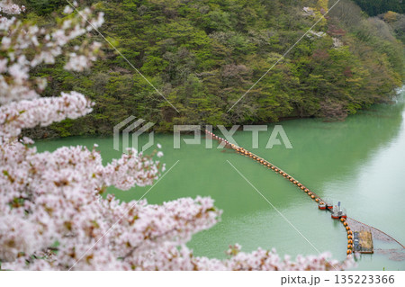 宮城県/ 満開の桜と鳴子ダム(荒雄湖) 宮城県/ 満開の桜と鳴子ダム(荒雄湖) 135223366