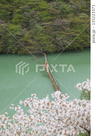 宮城県/ 満開の桜と鳴子ダム(荒雄湖) 宮城県/ 満開の桜と鳴子ダム(荒雄湖) 135223371
