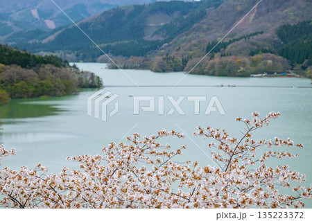 宮城県/ 満開の桜と鳴子ダム（荒雄湖） 135223372