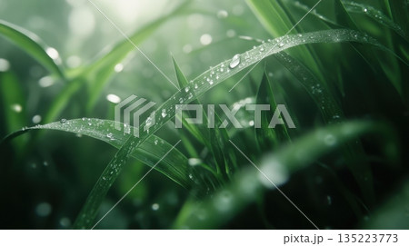 Dew-covered grass glistens in early morning light, showcasing nature's freshness and tranquility Dew-covered grass glistens in early morning light, showcasing nature's freshness and tranquility 135223773
