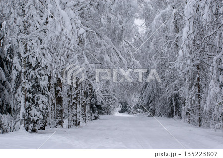 Serene Winter Landscape with Snow-Covered Trees 135223807
