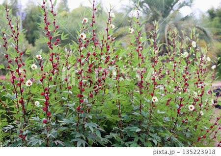 可愛い　ローゼルの花 135223918