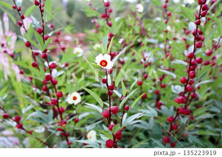 可愛い　ローゼルの花 135223919