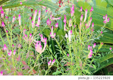 可愛い ノゲイトウの花 可愛い ノゲイトウの花 135223920