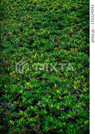 苔の生えた地面 135224043