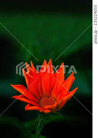 オレンジ色のガザニアの花 オレンジ色のガザニアの花 135224055