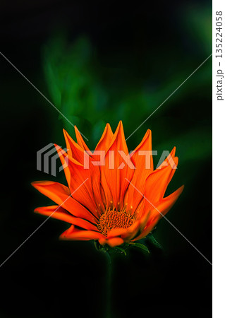 オレンジ色のガザニアの花 オレンジ色のガザニアの花 135224058