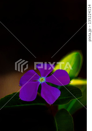 黒い背景に浮かぶ紫ニチニチソウの花 黒い背景に浮かぶ紫ニチニチソウの花 135224114