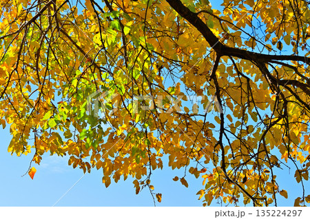 比良の丘 晩秋の紅葉風景 所沢市 比良の丘 晩秋の紅葉風景 所沢市 135224297