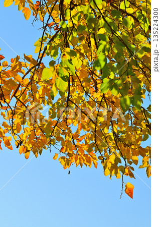 比良の丘　晩秋の紅葉風景　所沢市　 135224300