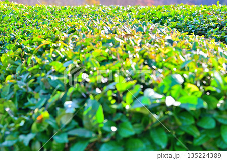 茶畑 狭山茶 比良の丘 所沢市 茶畑 狭山茶 比良の丘 所沢市 135224389