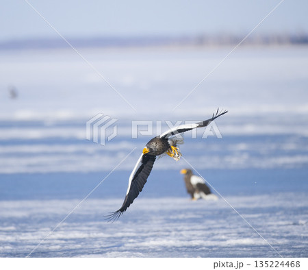 流氷に舞うオオワシ 135224468