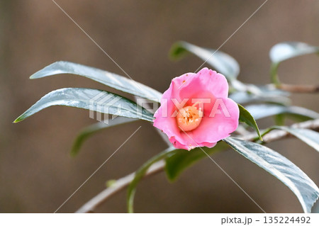 椿「雛侘助」 Camellia wabisuke 'HIna-wabisuke' 椿「雛侘助」 Camellia wabisuke 'HIna-wabisuke' 135224492