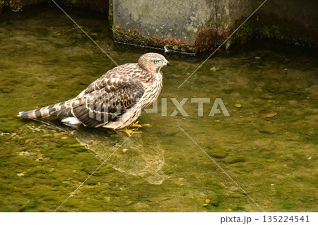 オオタカ　ヒナ　水浴び 135224541