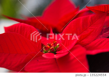 植物園のクリスマス 135224554