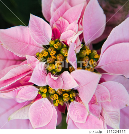 植物園のクリスマス 135224555