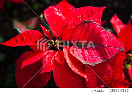 植物園のクリスマス 植物園のクリスマス 135224557