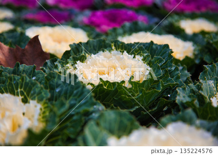 植物園のクリスマス 135224576