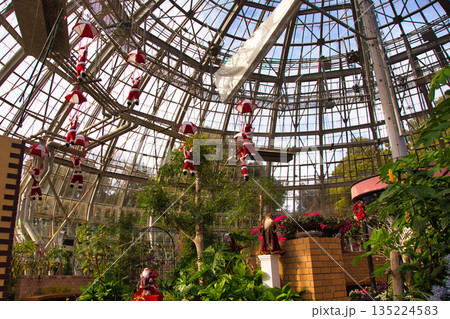 植物園のクリスマス 植物園のクリスマス 135224583