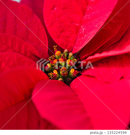 植物園のクリスマス 135224594