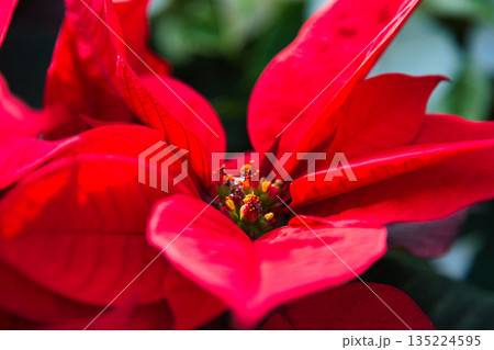 植物園のクリスマス 植物園のクリスマス 135224595