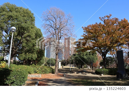 紅葉の川崎市中原平和公園と武蔵小杉の高層マンション群 135224603