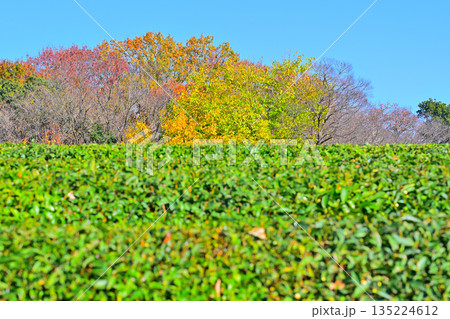 紅葉と茶畑 狭山茶 晩秋の比良の丘 所沢市 紅葉と茶畑 狭山茶 晩秋の比良の丘 所沢市 135224612