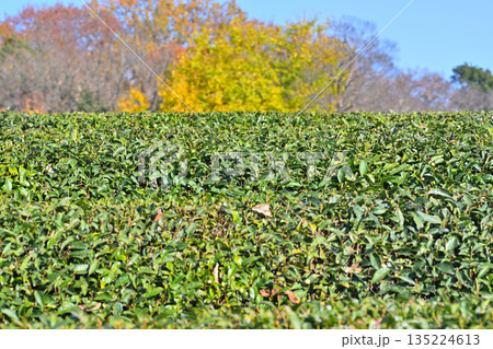 紅葉と茶畑 狭山茶 晩秋の比良の丘 所沢市 紅葉と茶畑 狭山茶 晩秋の比良の丘 所沢市 135224613