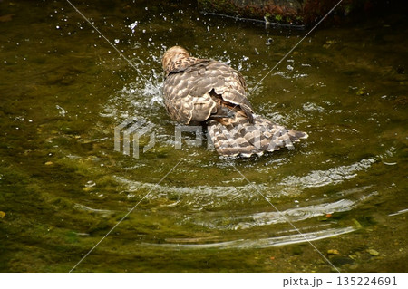 オオタカ ヒナ 水浴び オオタカ ヒナ 水浴び 135224691