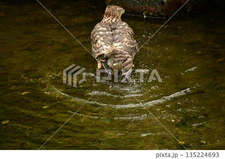 オオタカ ヒナ 水浴び オオタカ ヒナ 水浴び 135224693