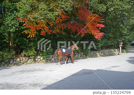 伊勢神宮内宮神事神馬参拝 伊勢神宮内宮神事神馬参拝 135224709