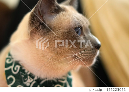 青い瞳の猫の穏やかな横顔 青い瞳の猫の穏やかな横顔 135225051