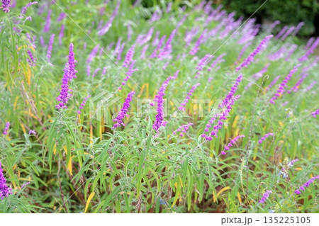 爽やか アメジストセージの花 爽やか アメジストセージの花 135225105