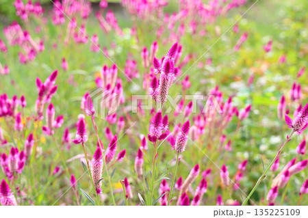 可愛い ノゲイトウの花 可愛い ノゲイトウの花 135225109