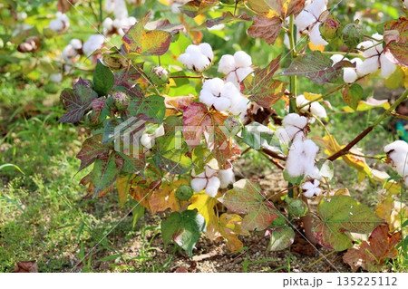 爽やか コットンの実 爽やか コットンの実 135225112