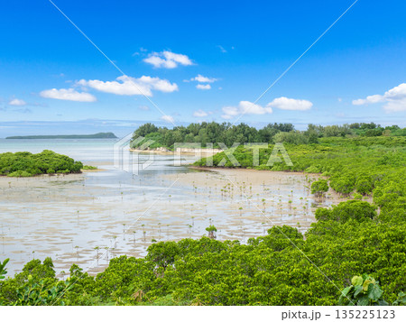 石長田海岸 マングローブ林（沖縄県小浜島） 135225123