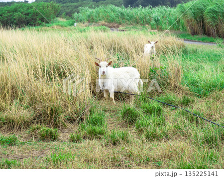 波照間島のヤギ(沖縄県波照間島) 波照間島のヤギ(沖縄県波照間島) 135225141