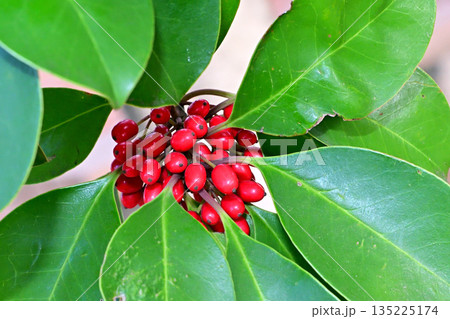 派手な赤い実を沢山つけたクロガネモチ 派手な赤い実を沢山つけたクロガネモチ 135225174