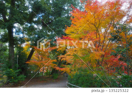 京都　秋の長岡天満宮の紅葉 135225322