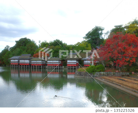 京都 秋の長岡天満宮 京都 秋の長岡天満宮 135225326