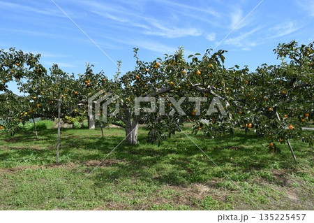 柿の木 山形県庄内 135225457