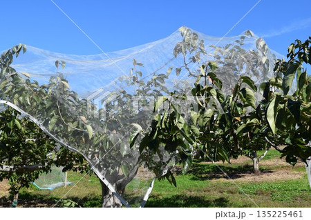 柿の木 山形県庄内 柿の木 山形県庄内 135225461