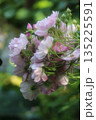 花束のような紫陽花 135225591